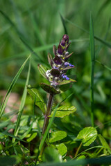 Ajuga reptans blue bugle flowering sprintime plants, group of bugleweed flowers in bloom