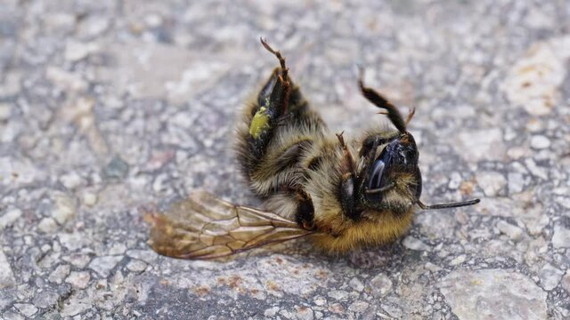 Close up of bumblebee injured on the ground