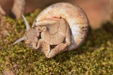 snail  in  forest