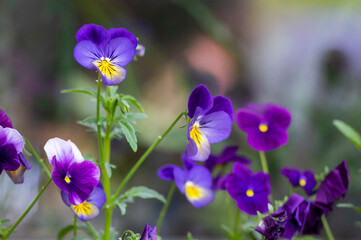 Viola wittrockiana colorful garden pansy flowers in bloom, beautiful small flowering plant, yellow purple color