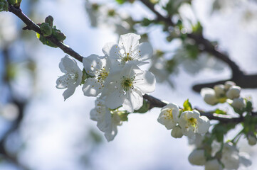 Prunus cerasus flowering tree flowers, group of beautiful white petals tart dwarf cherry flowers in bloom
