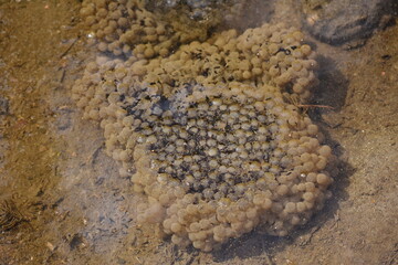 European Frog eggs  (Rana temporaria) with spawn