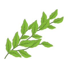 Green branch in beautiful style on white background. Beautiful green branch, great design for any purposes.
