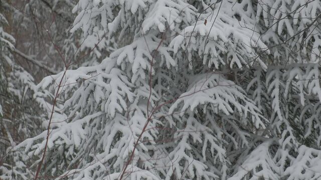 A snow-covered spruce tree in the forest during the strong snow-fall