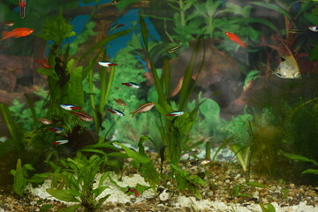 fish in  aquarium