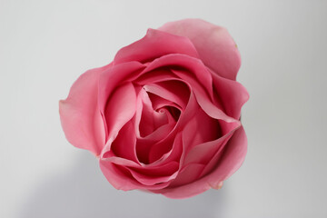 Close-up photo of a pink colored rose frontal on white background with the gradient to gray, studio shot
