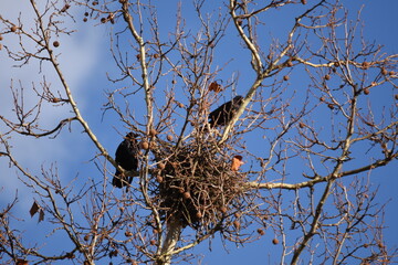  crow,Ravens. Spring. Nests.