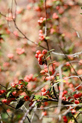 red berries in autumn