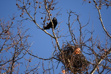  crow,Ravens. Spring. Nests.