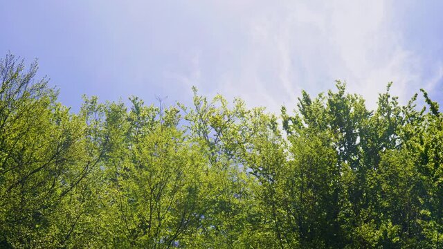 green trees and sky background footage