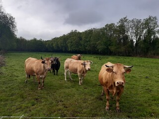 Naklejka na ściany i meble Vacas de raza rubia gallega en un prado húmedo al nordeste de Galicia