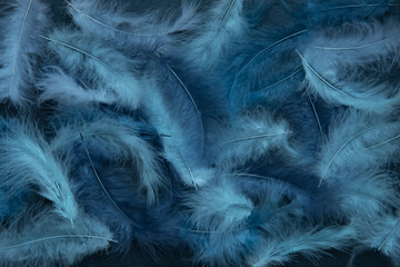 Obraz premium Feathers of delicate blue shades. Background, texture. Abstract and stylish background. Smooth lines and texture of feather, down