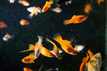 fish aquarium,