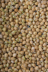 Germination of seeds in a special tray. Tray with grid for microgreening. Pea seeds with sprouts, supera species. Correct and healthy diet. Greenery on the window all year round. Vitamin feeding