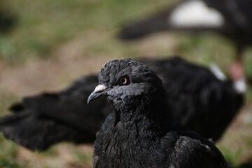 gray  pigeon 