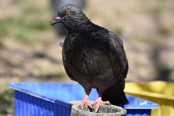 gray  pigeon 