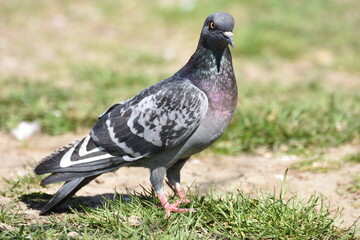 gray  pigeon 