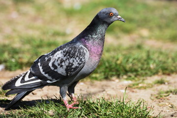 gray  pigeon 