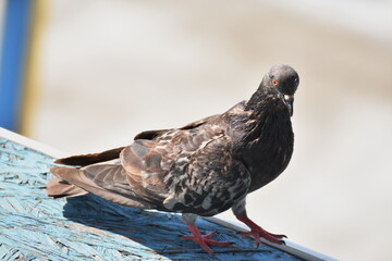 bird, pigeon, dove,