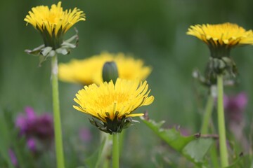 gelbe Blüten von Löwenzahn