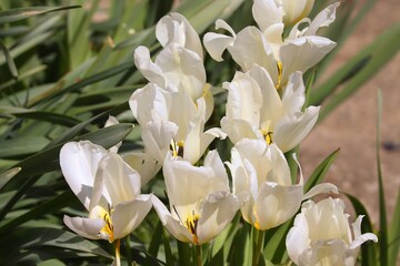 Obraz premium Blüten von weißen Tulpen