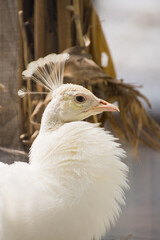 white peacock 