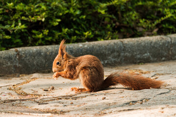 Squirrel feeding in the park