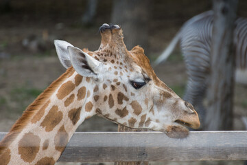 giraffe head