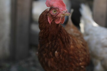 range chicken