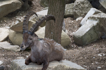  ibex at  zoo  in Romania