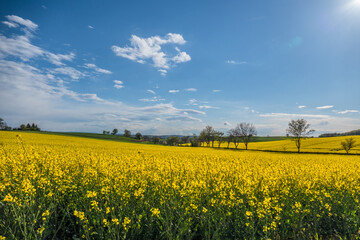 Gelb bl&uuml;hendes Rapsfeld im Fr&uuml;hjahr