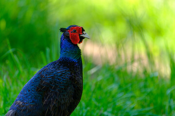 Obraz premium Salvadori's pheasant close-up on the grass in the wild