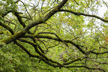 Green tree in the forest
