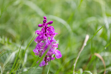 Purple flower close-up on green background in the wild