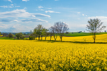 Gelb blühendes Rapsfeld im Frühjahr