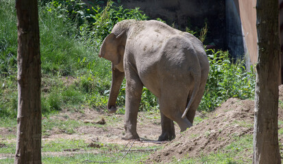 elephant
