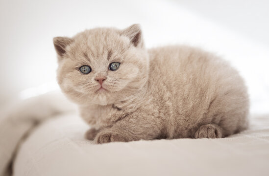 Extram niedliches Katzenbaby BKH Kitten ganz vertr&auml;umt