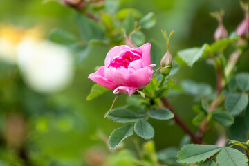 Pink rose in garden