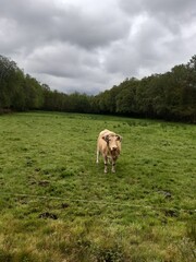 Vaca con cuernos torcidos en un prado de Galicia