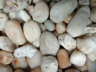 background of mushrooms