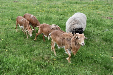 brown goat