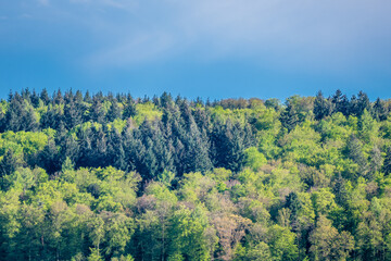 Mischwald im Frühjahr