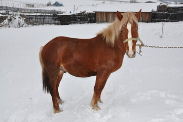 Obraz premium brown horse in Romania., winter