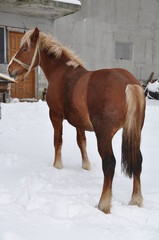 brown  horse in Romania.,  winter