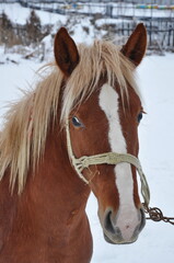Obraz premium brown horse in Romania., winter
