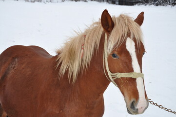 brown  horse in Romania.,  winter