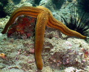 Costa Rica Pacific Sea Life