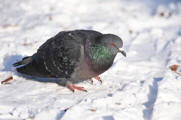 dove,  pigeons in the snow  Bistrita, Romania, Winter 