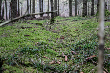 Old soldiers ditch from world war 2. Shot at Silkeborg Bad in Denmark.