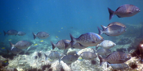 Costa Rica Pacific Sea Life